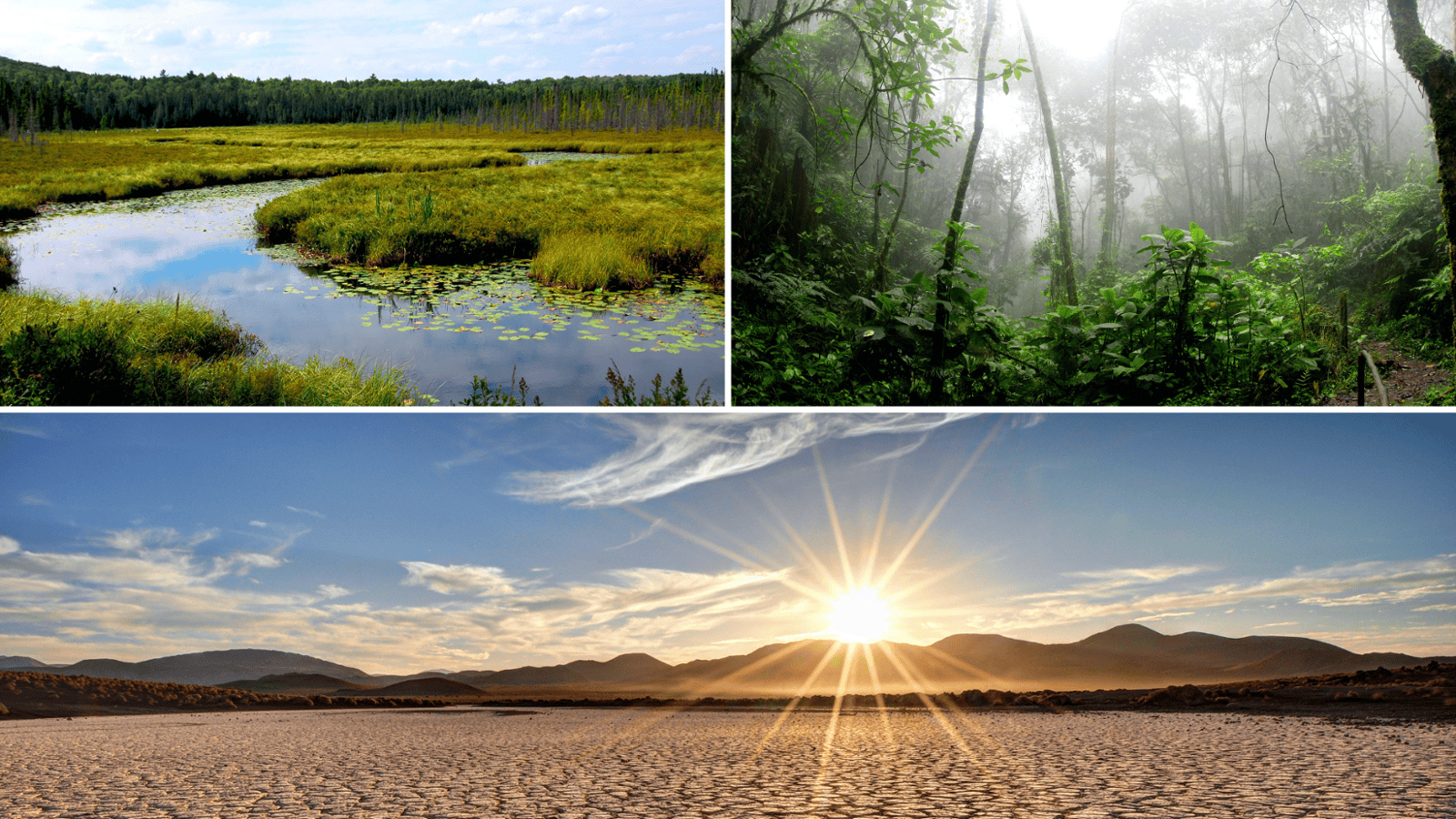 The Call of Africa: from deserts to wetlands 